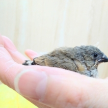 鳴き声ニ〜ニ〜！キンカ鳥のヒナが来ました〜