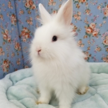 真っ白ほわほわ♪触り心地もいいライオンラビットさん♪