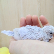 極美！セキセイインコライラックヒナ来ましたよ！