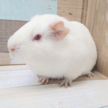 真っ白カピバラみたいなモルモットさんいますよ〜