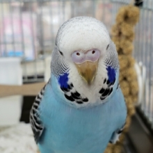大きくなりまっす！ジャンボセキセイインコ☆ノーマルブルー　2021年03月08日