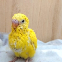 黄色の黒目さんっ　セキセイインコ　ダブルファクター
