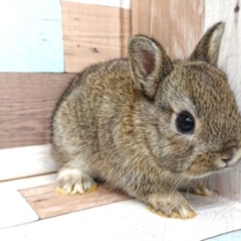 可愛いです。。本当に可愛いんです。。ネザーランドドワーフラビット～