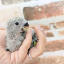 コザクラインコさん入荷～♪(ブルーチェリー)