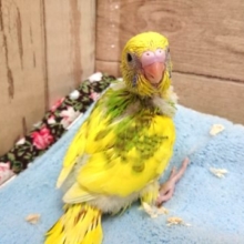 見返り美鳥〜☆　セキセイインコ　スパングルパイドーー