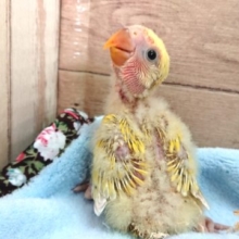 おススメのコザクラインコ～　シナモン。　2021　３月１２日