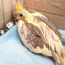 むちむち　ばでぃ　オカメインコ　シナモンパイド　～