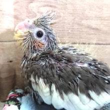 やはり。。！オカメインコ　ノーマルですよね？？　2021　３月１２日