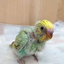 人気ですよー　セキセイインコ　パステルレインボー☆