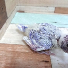 お待たせのーー　セキセイインコ　ライラックでｺﾞｻﾞｲﾏｽ