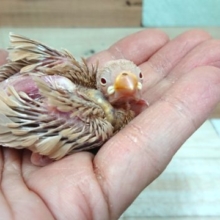 男のコ？女のコ？？どちらかな～　シナモン文鳥～～