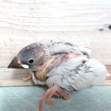 明るいグレーがキレイです！ シルバー文鳥～～