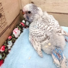ぽーっと　ジャンボセキセイインコ～～
