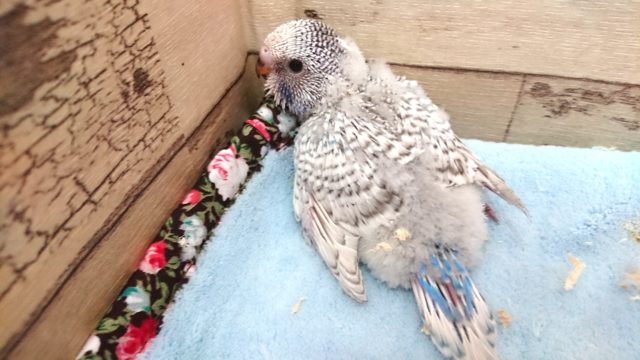 ぽーっと　ジャンボセキセイインコ～～
