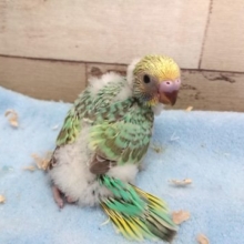 エメラルドグリーン多めっ　キレイねっ　セキセイインコ　パステルレインボー