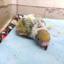 ぬくもり大好きっ☆☆セキセイインコ　スパングルパイド〜