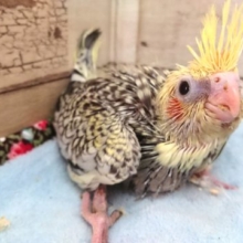 スポットがｷﾚｲです　オカメインコ　パール　2021　3月20日