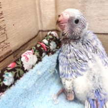上品バイオレットカラー　セキセイインコ　スパングル　2021　3月20日
