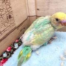 セキセイインコ　パステルレインボーになります！　2021　3月20日