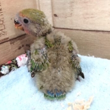 わたわた～コザクラインコ　ノーマル　2021　3月21日