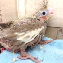 緊張気味です。。オカメインコ　シナモン～～