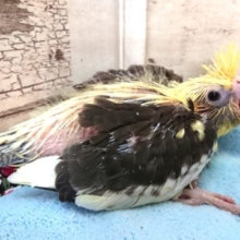 重量感たっぷりっ　オカメインコ　パイドになります～～