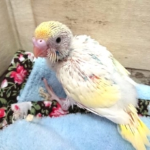 ☆ステキですー☆ セキセイインコ クリームハルクィン  2021 3月25日