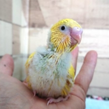 レアカラーです！セキセイインコ　スパングルパイド　2021　3月25日