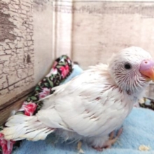 真っ白ばでぃ　セキセイインコ　ダブルファクター　2021　3月25日
