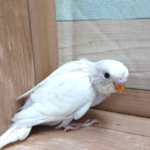 いつもとちょっと違う　ダブルファクター　セキセイインコになります～