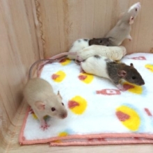 馴れますよっ☆ ダンボラット♪ いかがですか？？