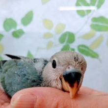 コザクラインコブルーチェリーさん♪