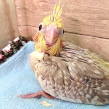 やはり笑顔ですねぇ～オカメインコ　シナモンパールパイド～