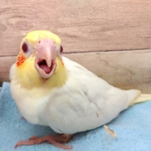 何か言いたげなオカメインコ　ルチノーですっ