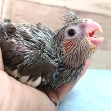 定番人気のオカメインコですっ　ノーマル　2021　4月1日
