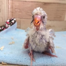 つむじが２個！　羽衣セキセイインコ～～2,021　4月1日