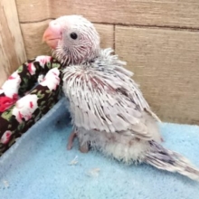 ｷﾚｲなセキセイインコ来ましたっ　ライラック～　2021　4月1日