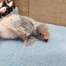 春風〜〜ｷﾚｲなコ　セキセイインコ　2021　４月１日