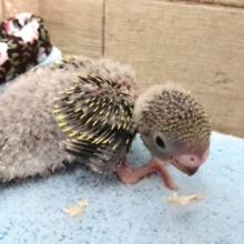逆に。。レアになりつつあるノーマルカラー　セキセイインコ　2021　4月1日