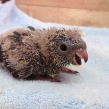 久しぶりの入荷☆　サザナミインコ　コバルト　2021　4月1日