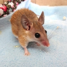 ちょっとマイナーですが　おススメのマウス☆　カイロトゲマウス～～