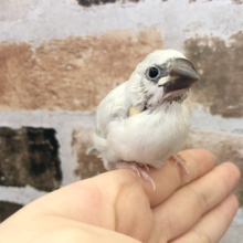 良く食べ良く寝ます★シルバー文鳥ヒナ！