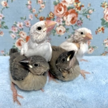 白文鳥･桜文鳥  入舎してます！  3月2日