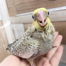 お探しの方必見★オカメインコヒナ(シナモンパール)