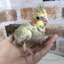 久々の入舎☆イエローが強い！？オカメインコヒナ