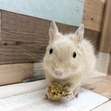 優しい色合いの食いしん坊♡サンドデグーくん