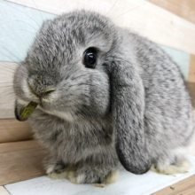 おやつ大好き☆まるむちボディのロップイヤーちゃん！