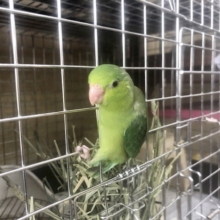 ツンツンデレのつんでれちゃん？？マメルリハちゃん(ノーマル)