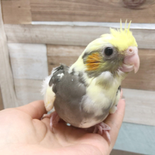 良く鳴く♪オカメインコヒナ(パイド)