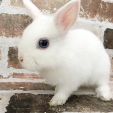 真っ白に見えて実は・・・ネザーランドドワーフくん♡